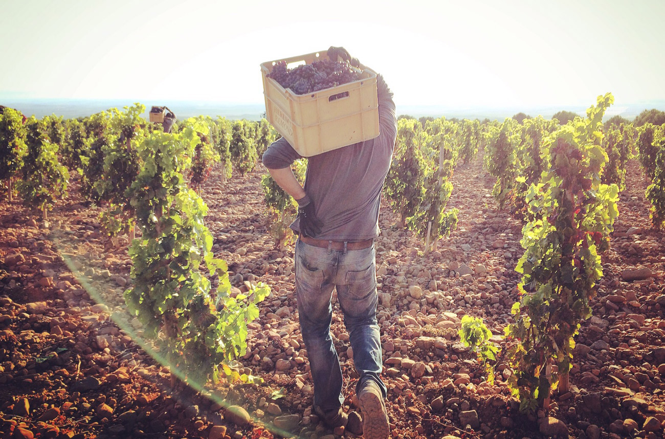 Man carrying box of grapes in a vineyard