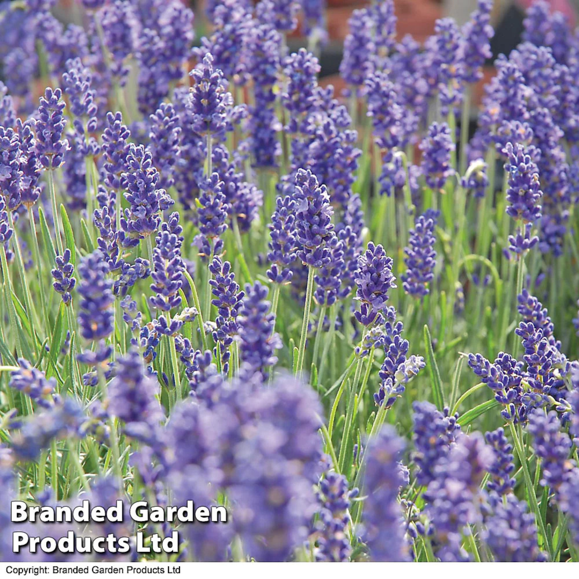Fragrant Lavender English - 10 Plants