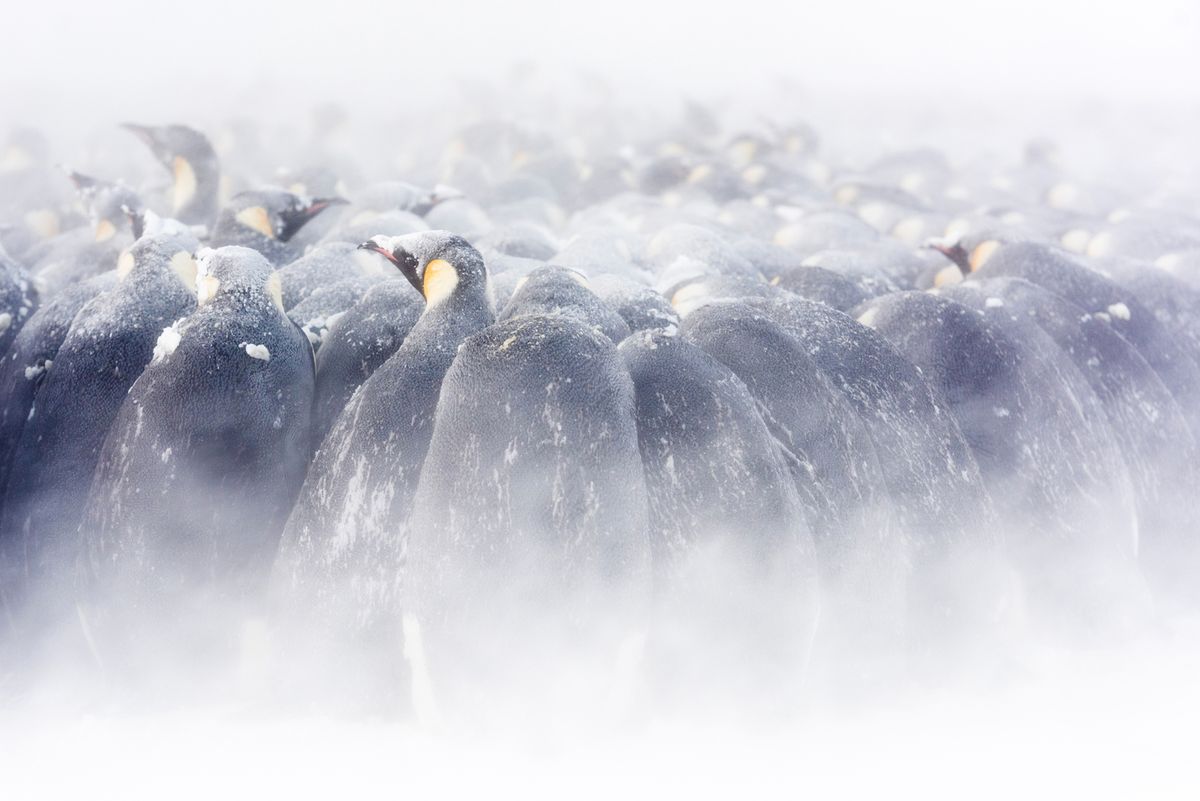 In Photos: The Emperor Penguin's Beautiful and Extreme Breeding Season