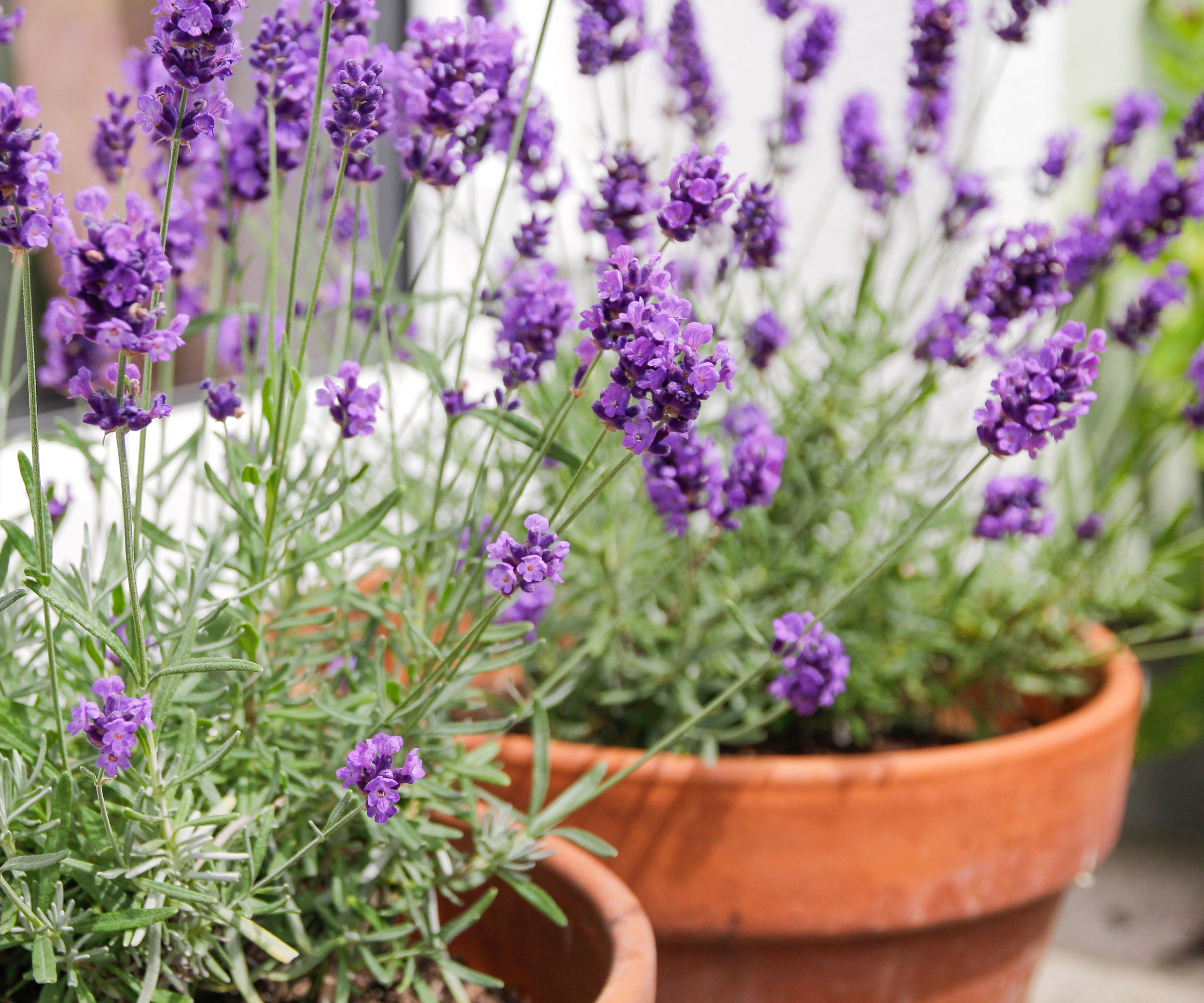 lavender plants in terracotta pots with purple flowers