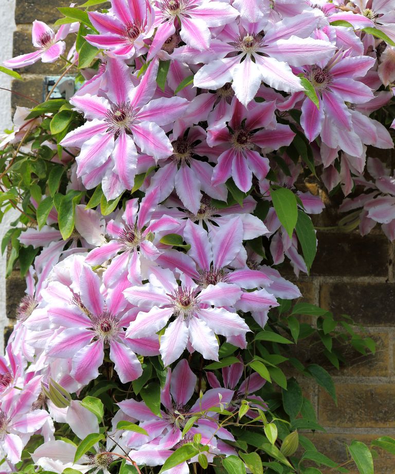 Deadheading Clematis Expert Tips To Complete The Job Homes And Gardens