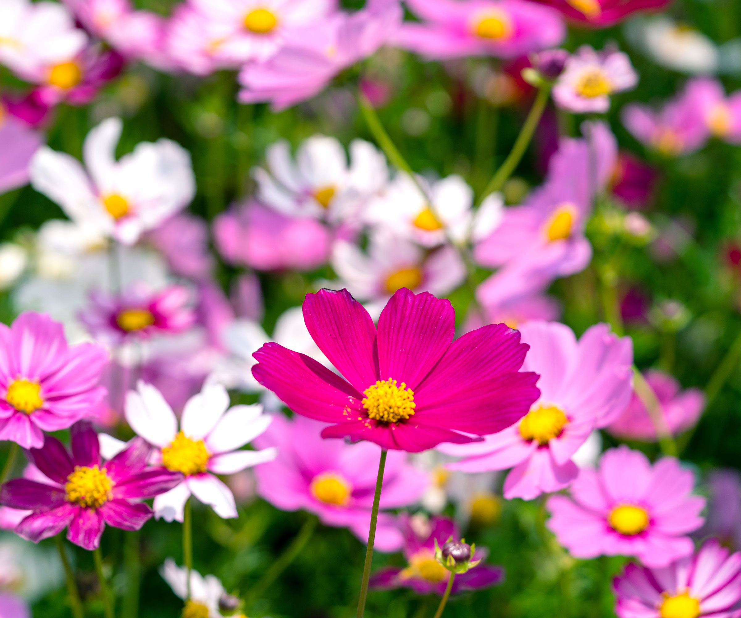 pale pink cosmos flowers with dark pink flower in foreground