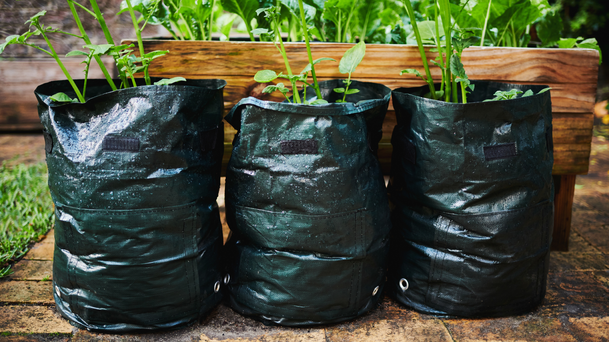 potatoes in grow bags