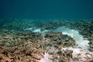 Horseshoe reef after crown-of-thorns invasion