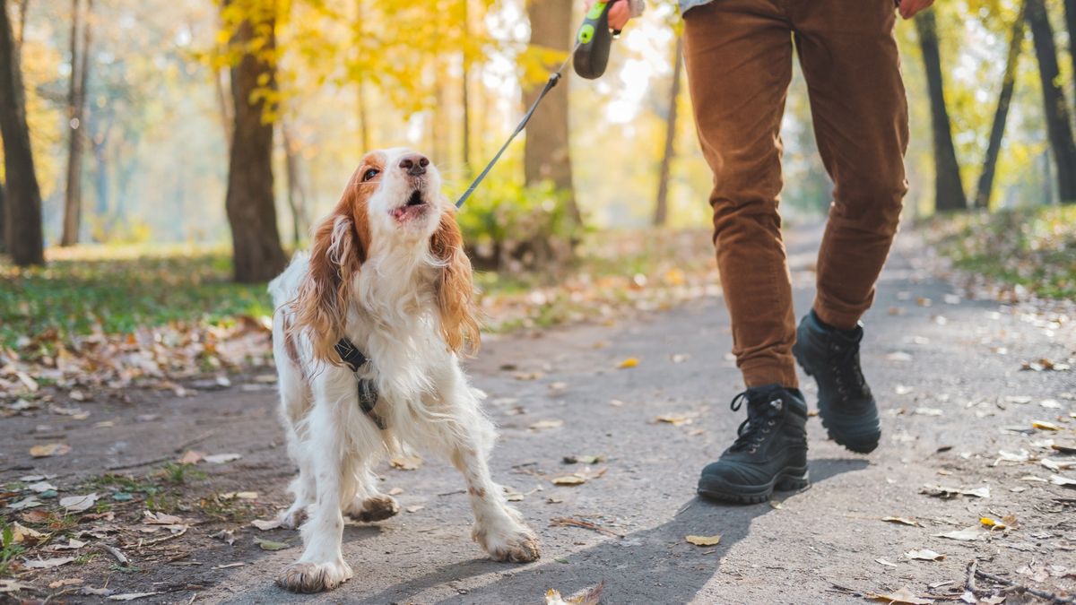 Dog barking on leash while being taken for a walk