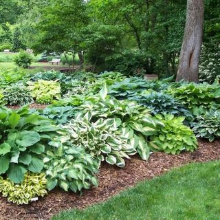 10 Hosta Mixed -Perennial Bare Roots