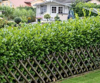 A cherry-laurel hedge defining a backyard with shed in the background and lawn in front