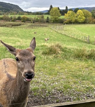 A red deer sticks its tongue out at the Red Deer Center in Perthshire, Scotland