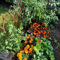 Peas, marigolds and strawberry plants growing in raised vegetable bed in garden