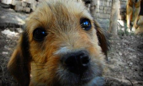 A puppy sniffs at a camera lens in a town near Tehran: Iranian officials want to criminalize dog ownership, saying the pets are unclean and too western.