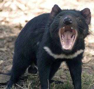 The Tasmanian devil is still with us, despite being wiped out from the mainland millennia ago.