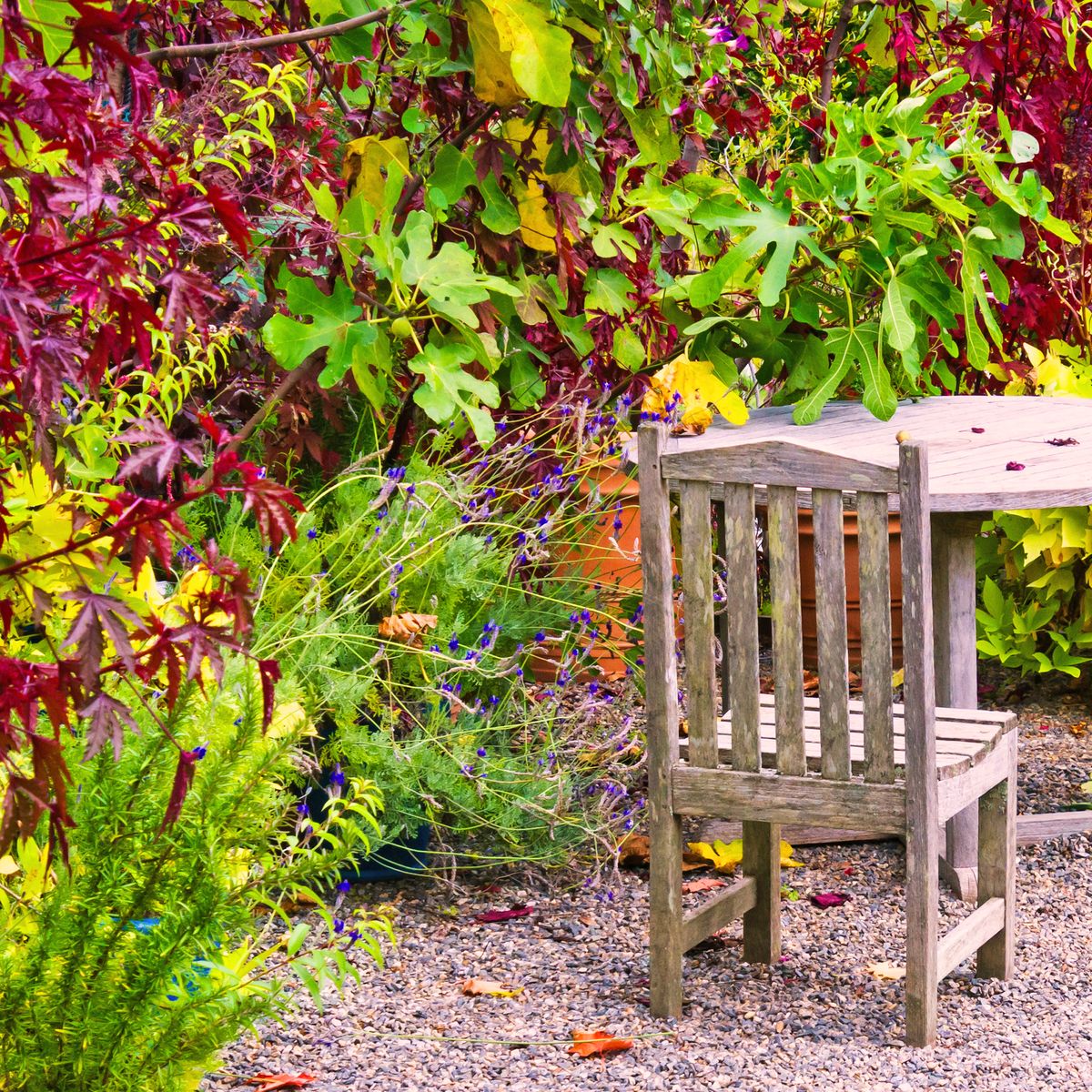 7 Fall Privacy Plants To Screen Your Space With Autumn Color