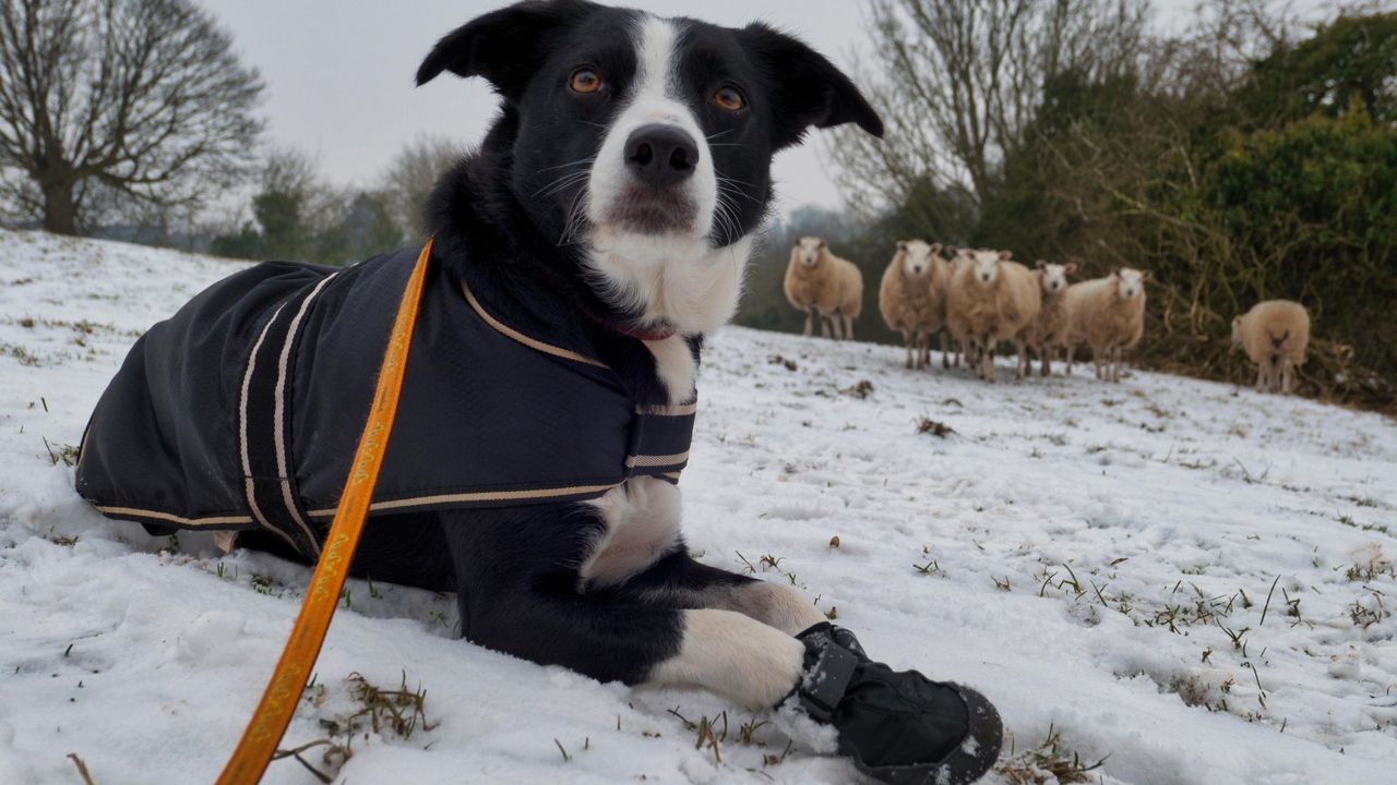 wash dog paws winter walk