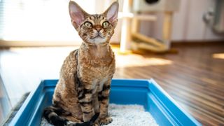 Cat sitting inside a litter box