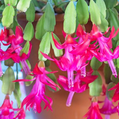 Pink flowers of Christmas cactus Schlumbergera x buckleyi