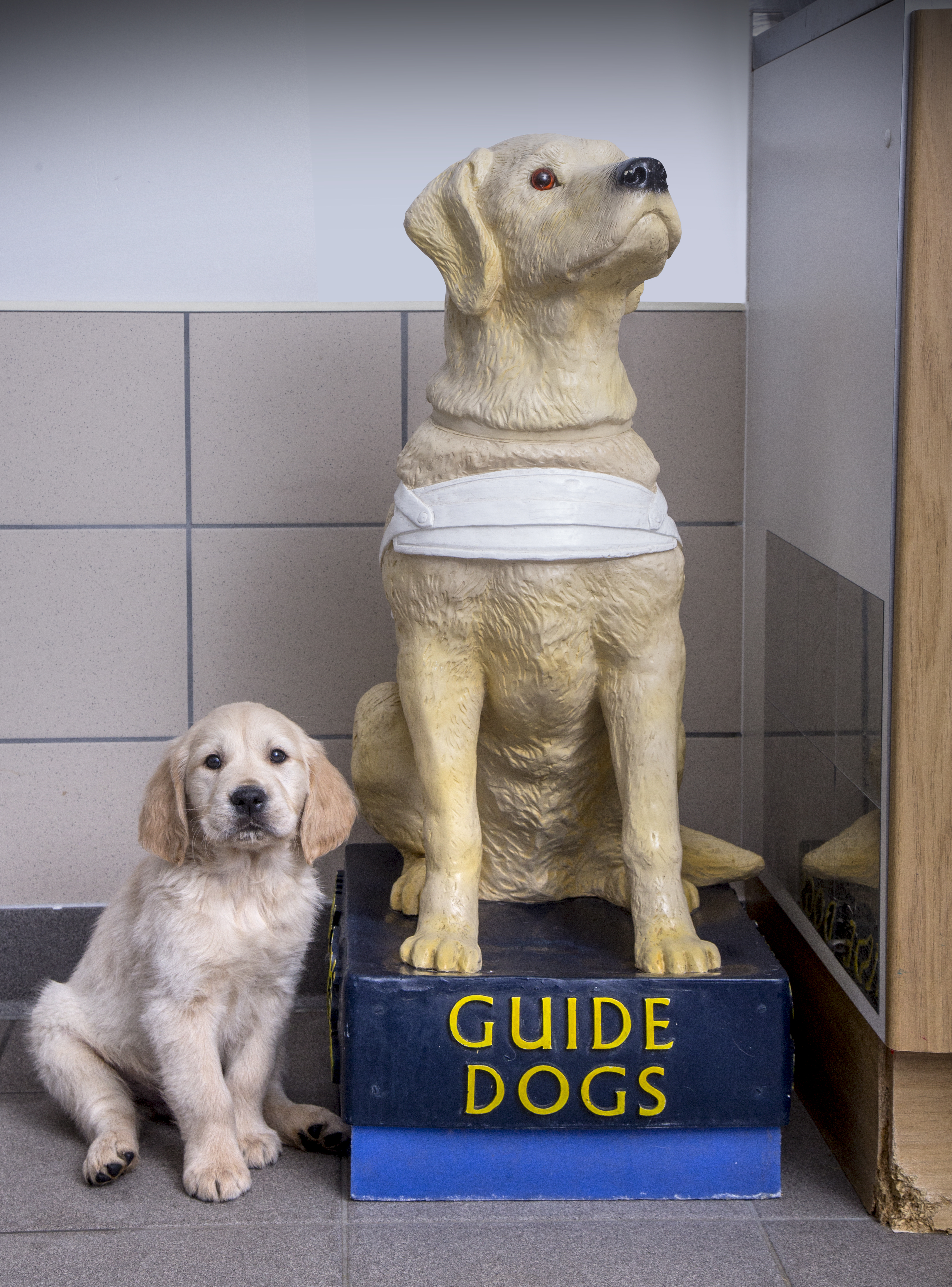guide-dog puppies
