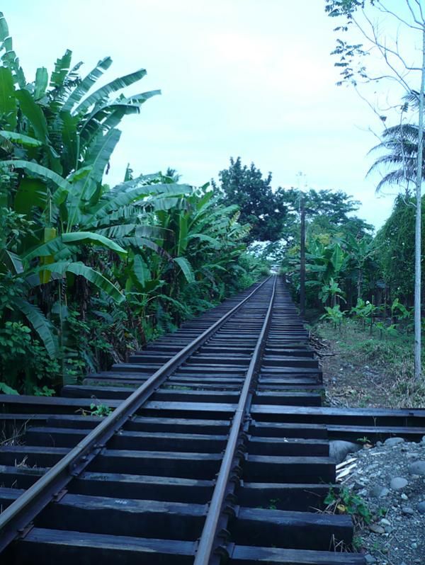 The long section of railroad tracks ran through banana plantations.