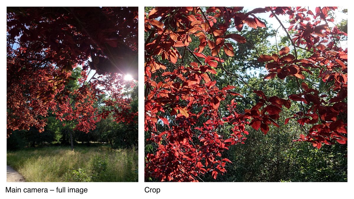 Photos taken on the Xperia 1 IV with cropped illustration to highlight detail captured