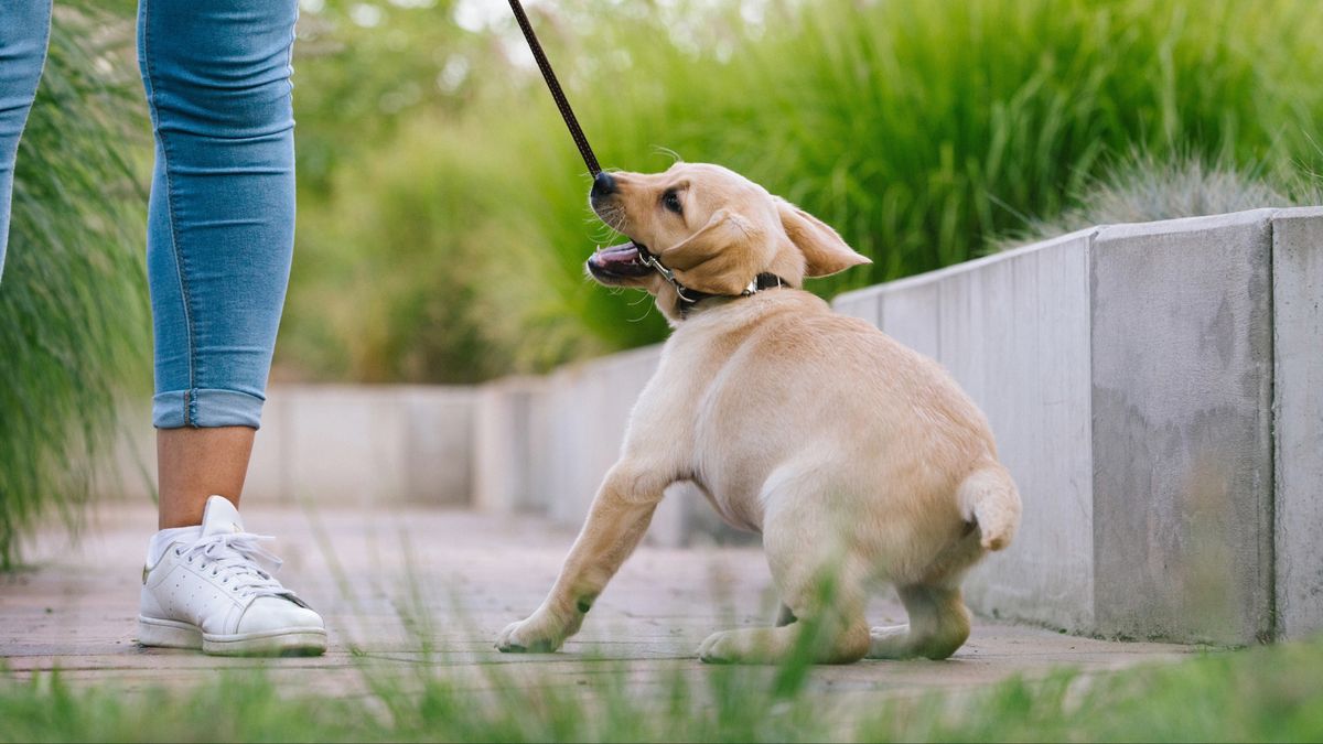 Puppy biting leash