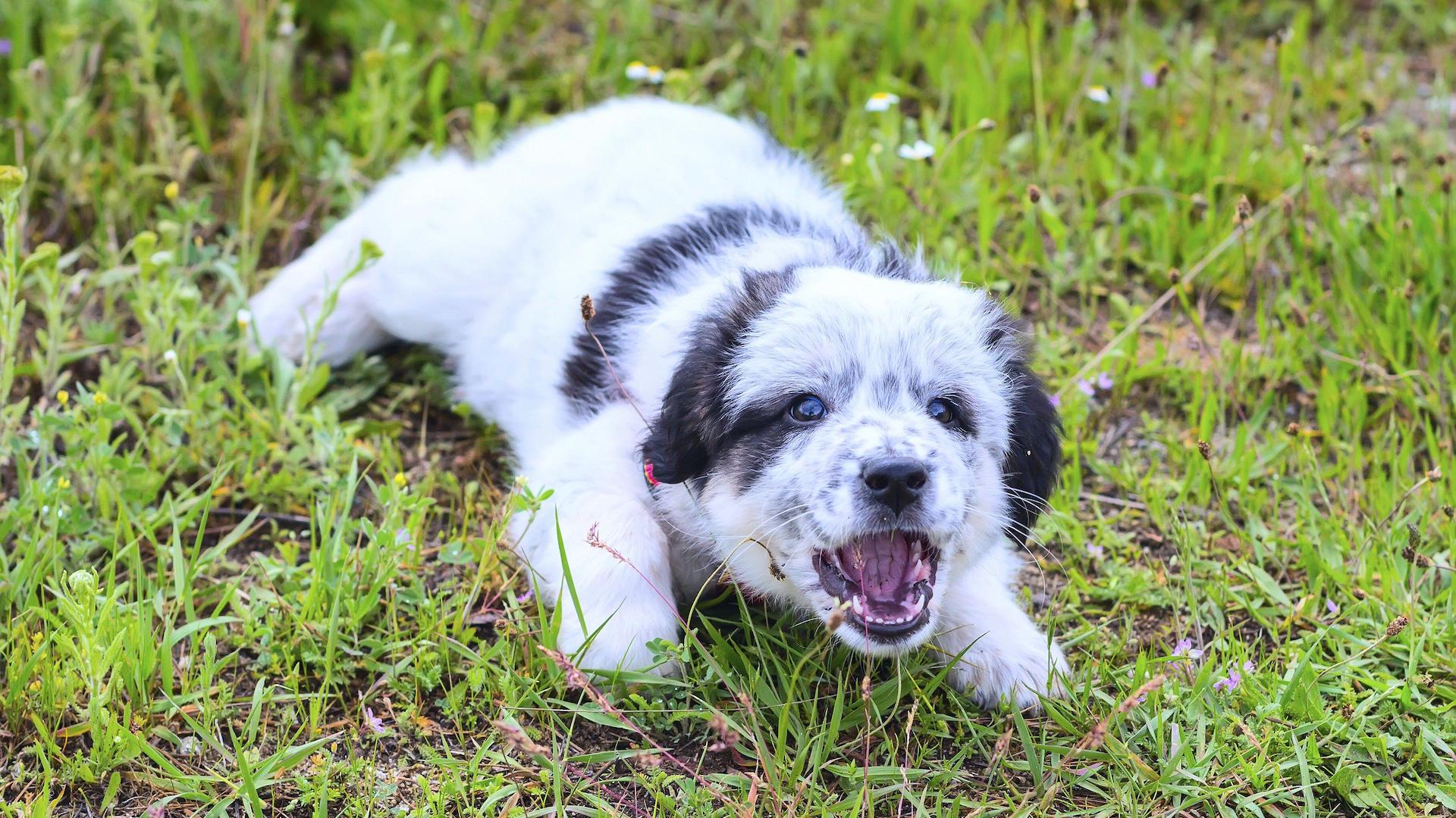 small puppy barking