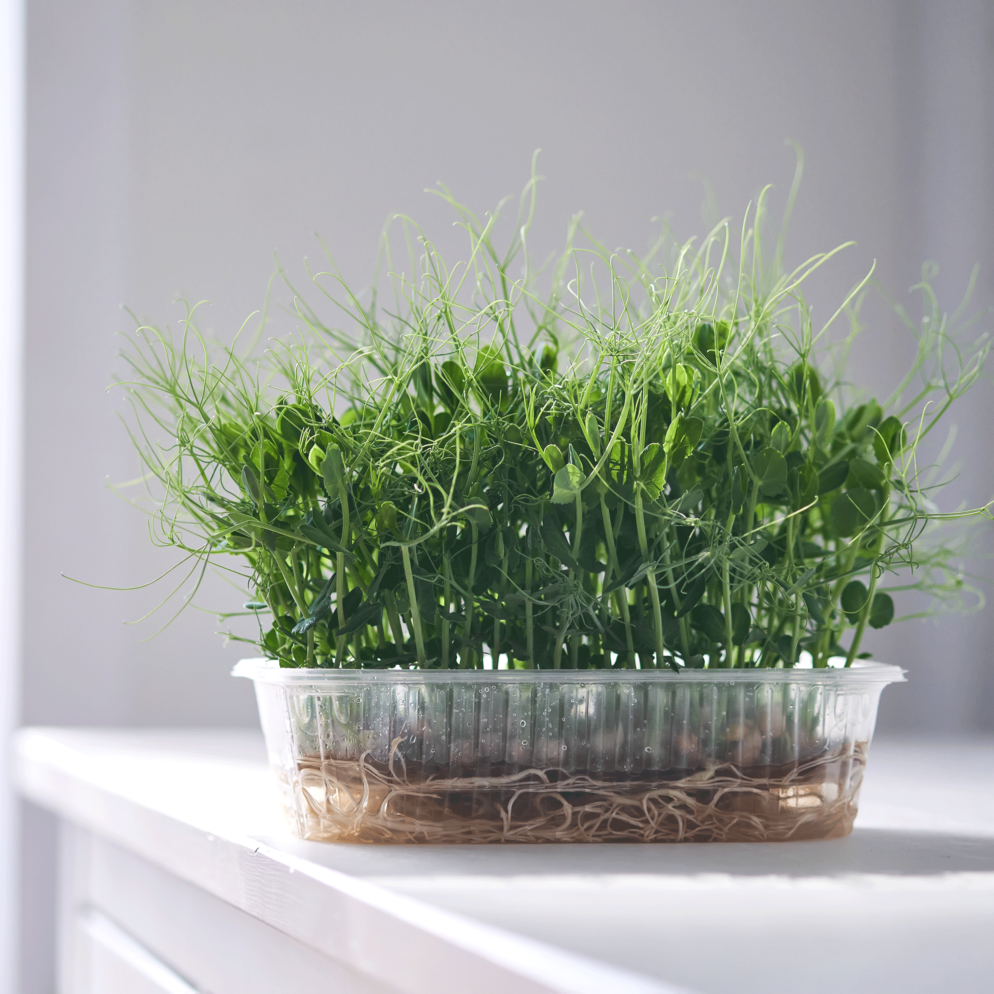 Microgreens growing in plastic container