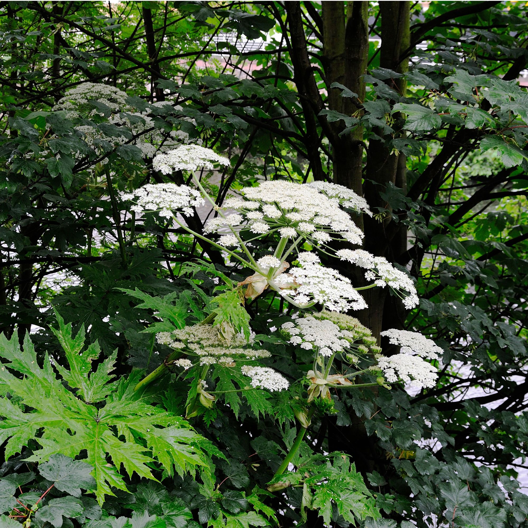Giant hogweed plant
