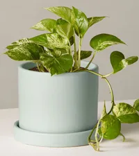 Marble Queen Pothos: A hearty plant for the office ($37)