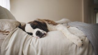 Saint Benard dog asleep on bed