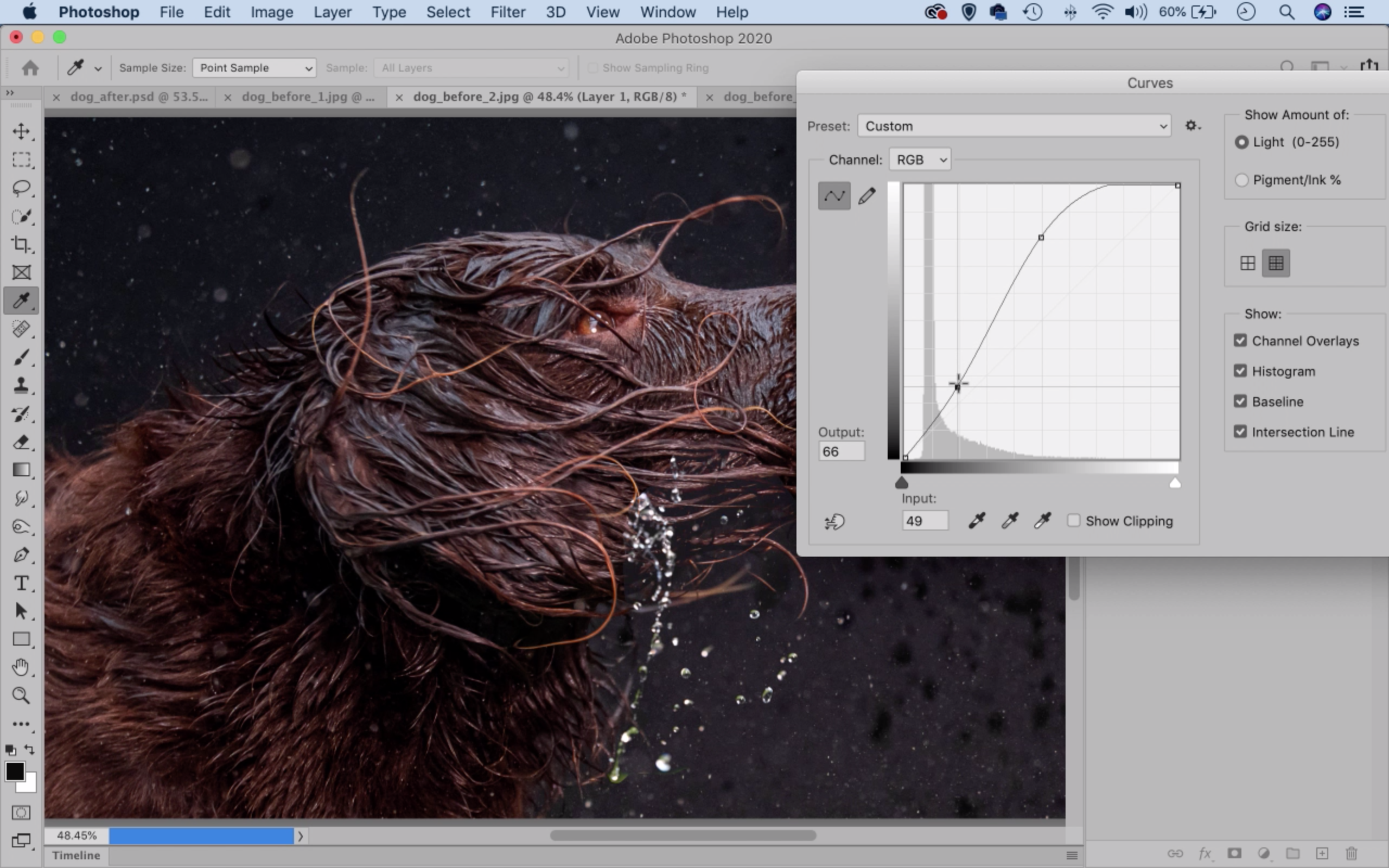 Photoshop dog splash