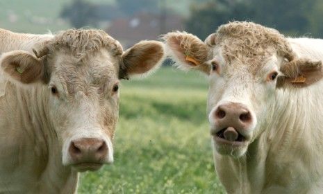 Domestic French cattle: Serving cows wine to make their meat tastier, as one French farm has done, triples the daily cost of feeding the animals.