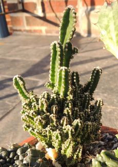 Potted Fairy Castle Cactus