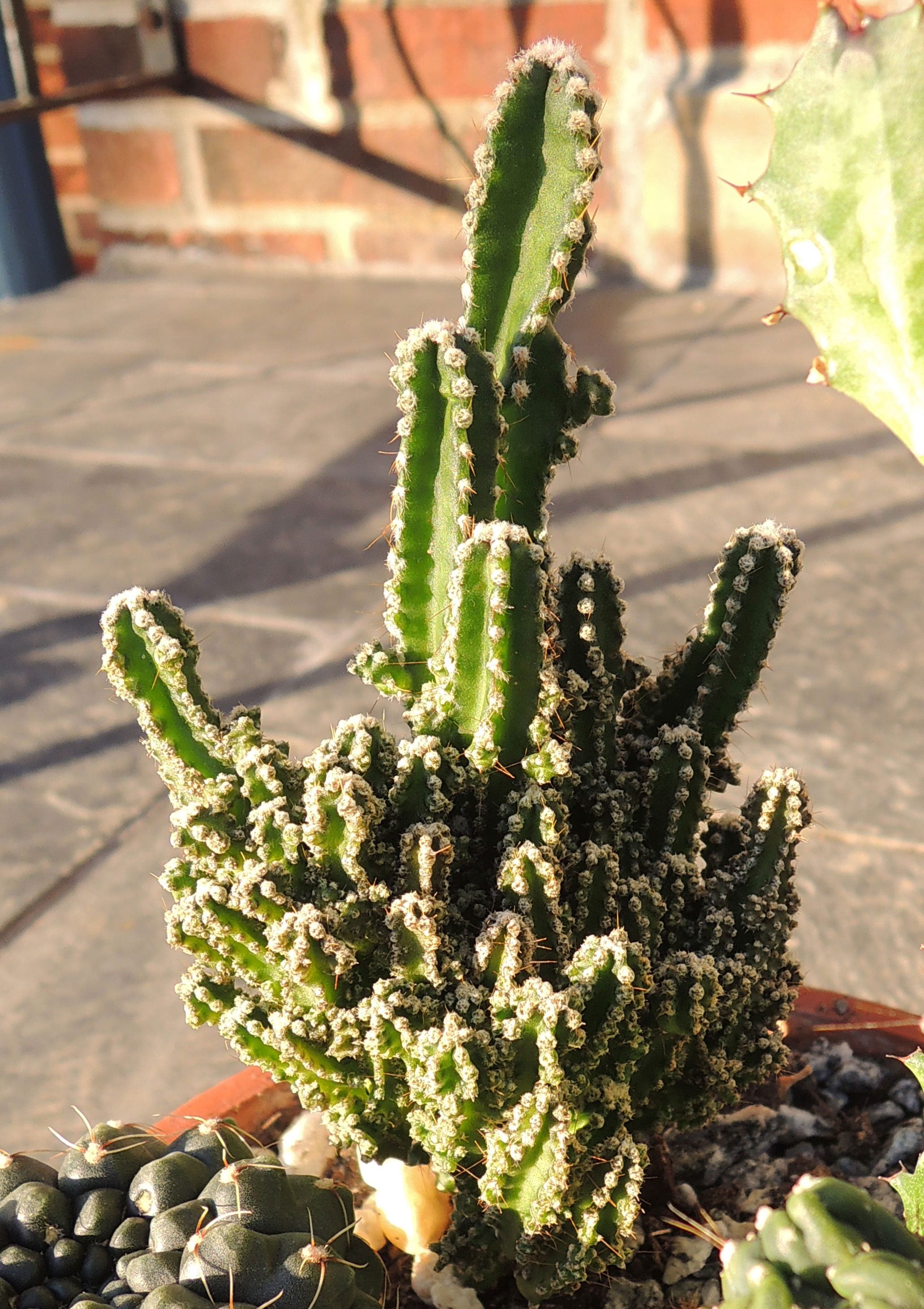 Learn More About Fairy Castle Cactus Care | Gardening Know How