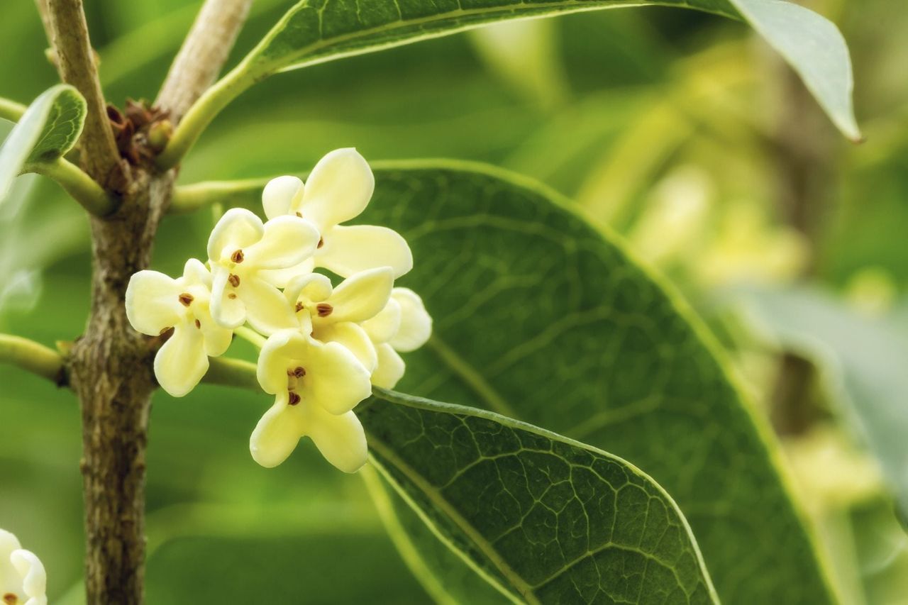 fragrant shrub