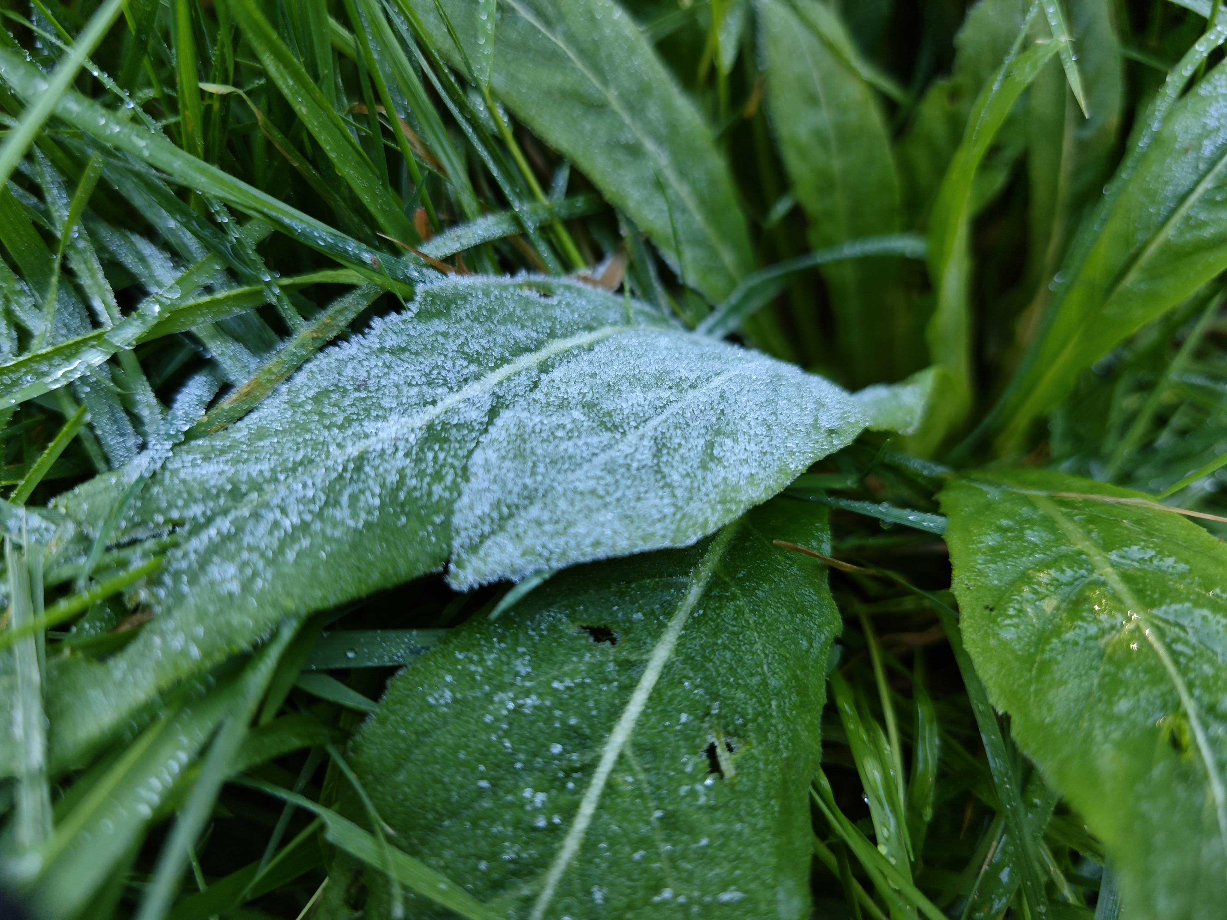 Xiaomi Mix Flip camera sample icy leaf macro main