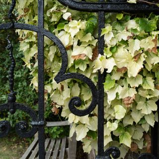 Ivy hanging over a garden gate
