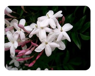 Polyanthum Pink Winter Jasmine Vine Plant 