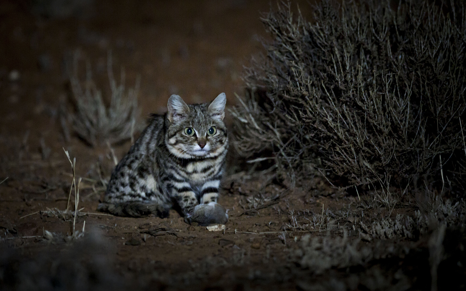 Adorable, Remorseless Killing Machine Is World's Deadliest Cat | Live ...