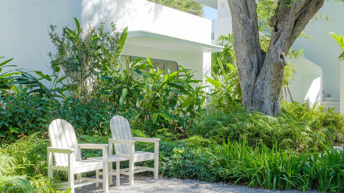 Beat the Heat – These 5 Plants Work Like Natural Air Conditioners to Keep Patios Cooler in Summer