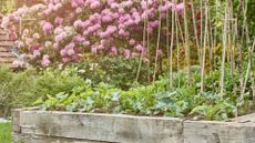 garden with raise planters growing veg in front of a pink hydrangea to answer are coffee grounds good for the garden