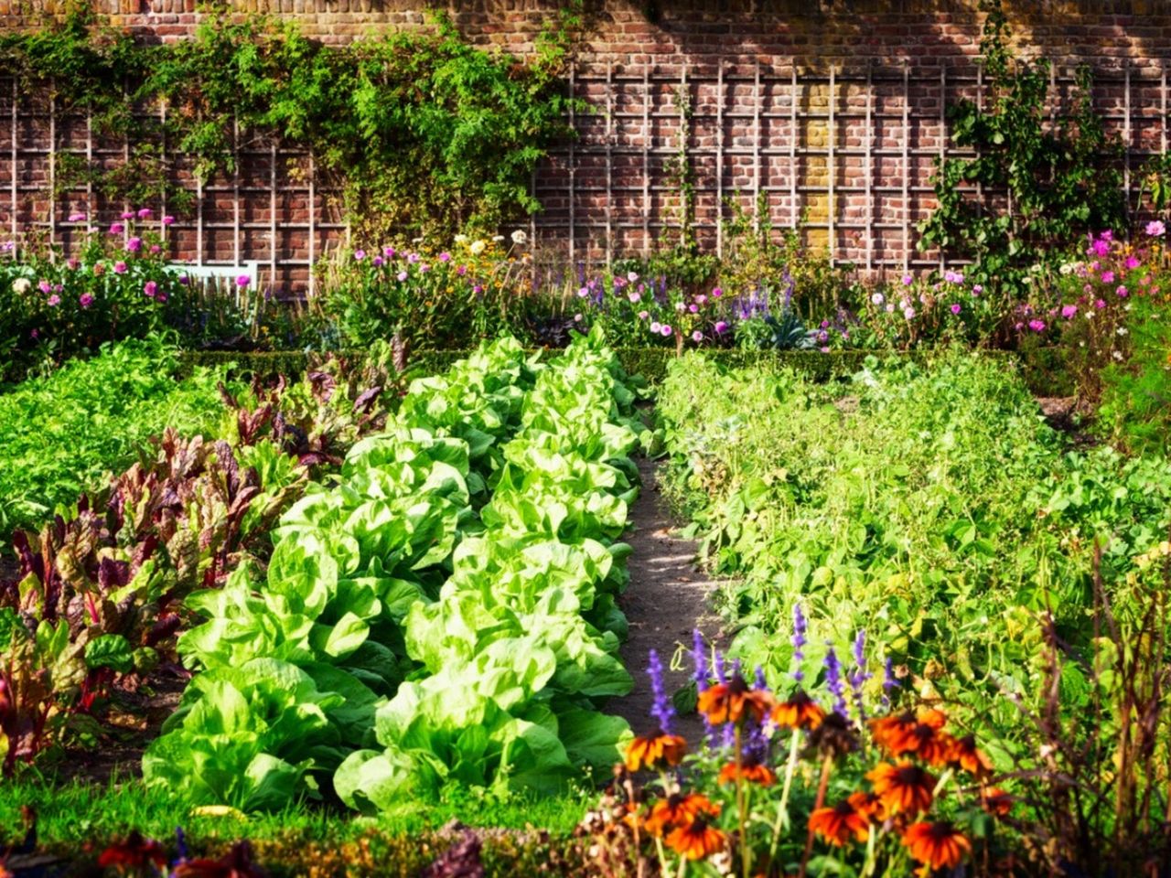 Organic Garden Full Of Vegetables