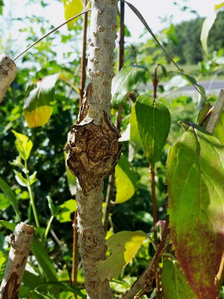 Phomopsis Gall On Forsythia Bush