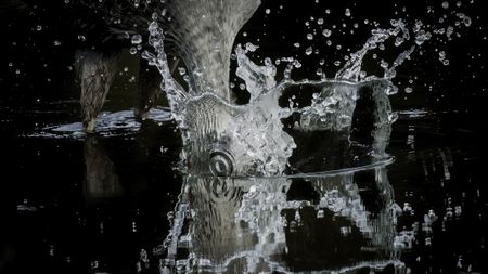 A close-up of water splashing as a bird dives in, creating a dynamic spray and ripples on the surface against a dark backdrop