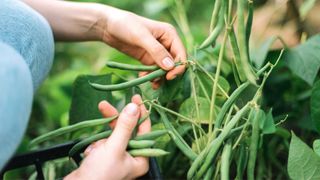 A lady inspects her dwarf beans