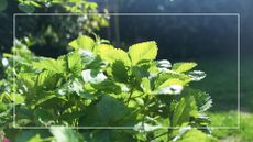 picture of strawberry plants growing in garden