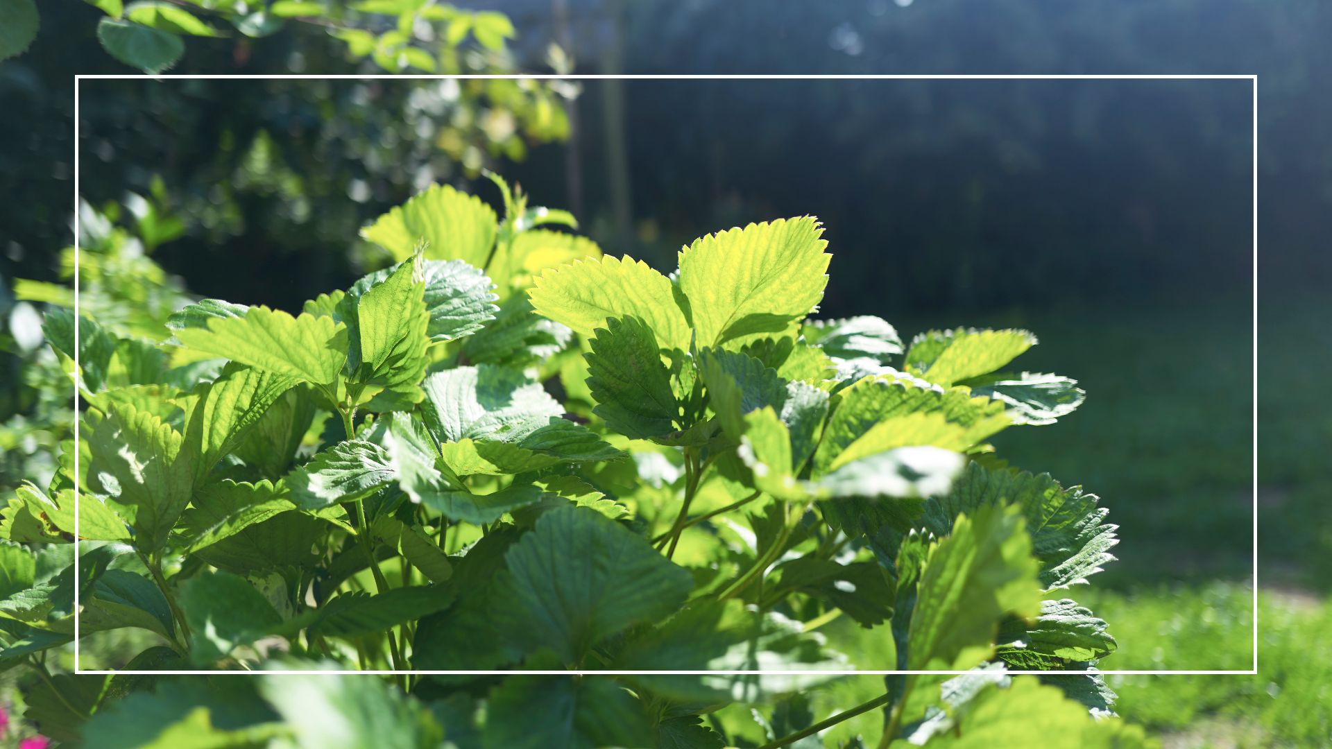 picture of strawberry plants growing in garden