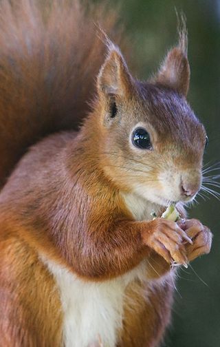 Cornwall Red Squirrel Project!