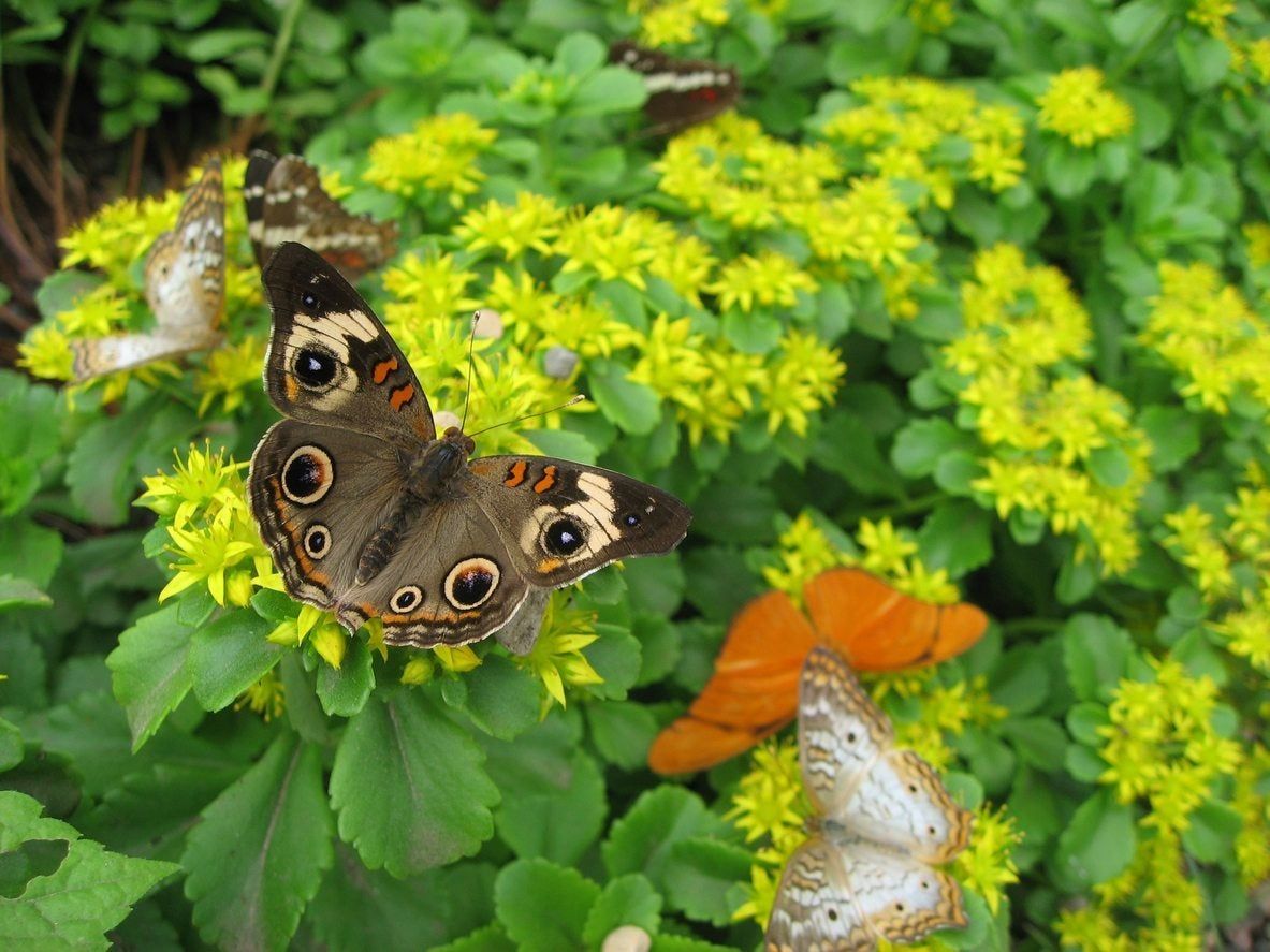 zone 5 butterfly garden