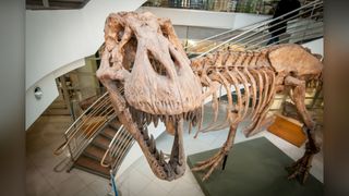 A cast of a T. rex skeleton that was found in the badlands of eastern Montana in 1990. The original is at the Museum of the Rockies in Bozeman, Montana, and the cast is at the University of California Museum of Paleontology at the University of California, Berkeley.