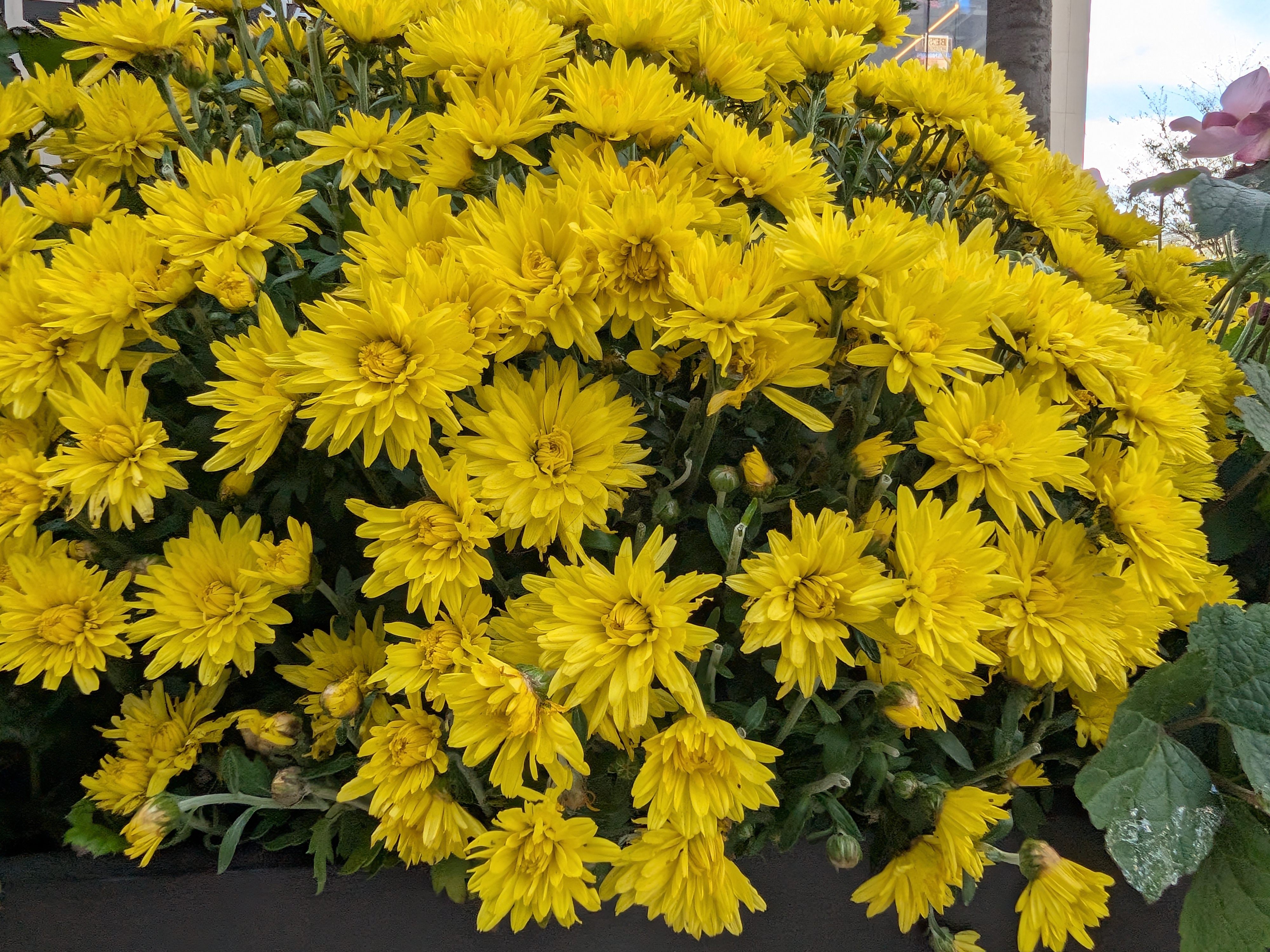 Google Pixel 10 Pro Fold camera samples