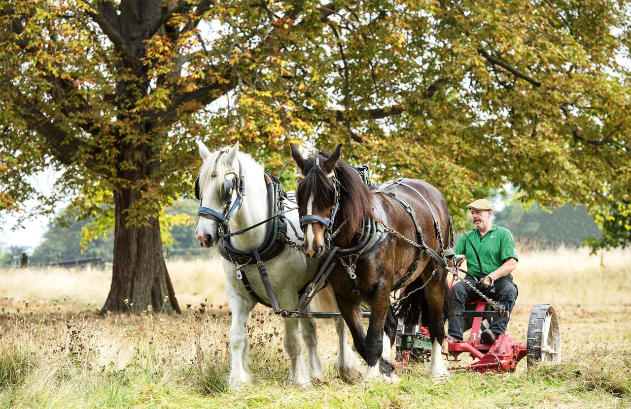 Two noble Shire horses pull an antique mower driven by Tom Nickson as they cut the meadow at Kensington Palace.